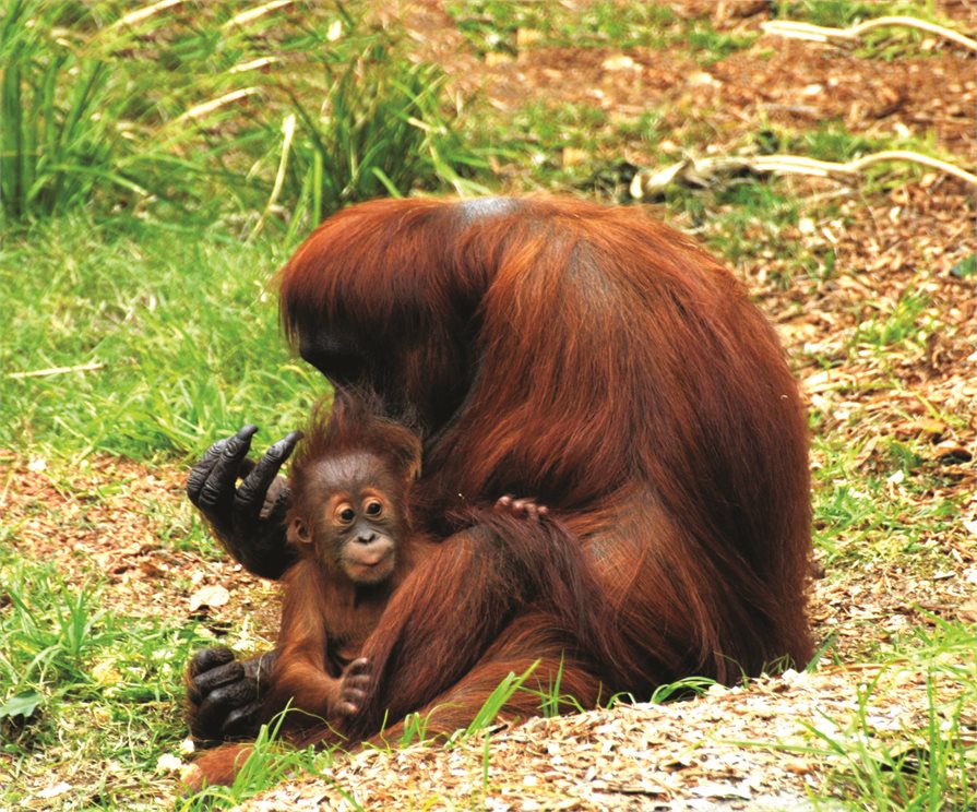 Mother and baby Orangutan in Borneo