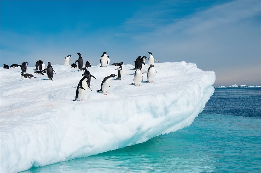 Penguins on Ice berg Antarctica