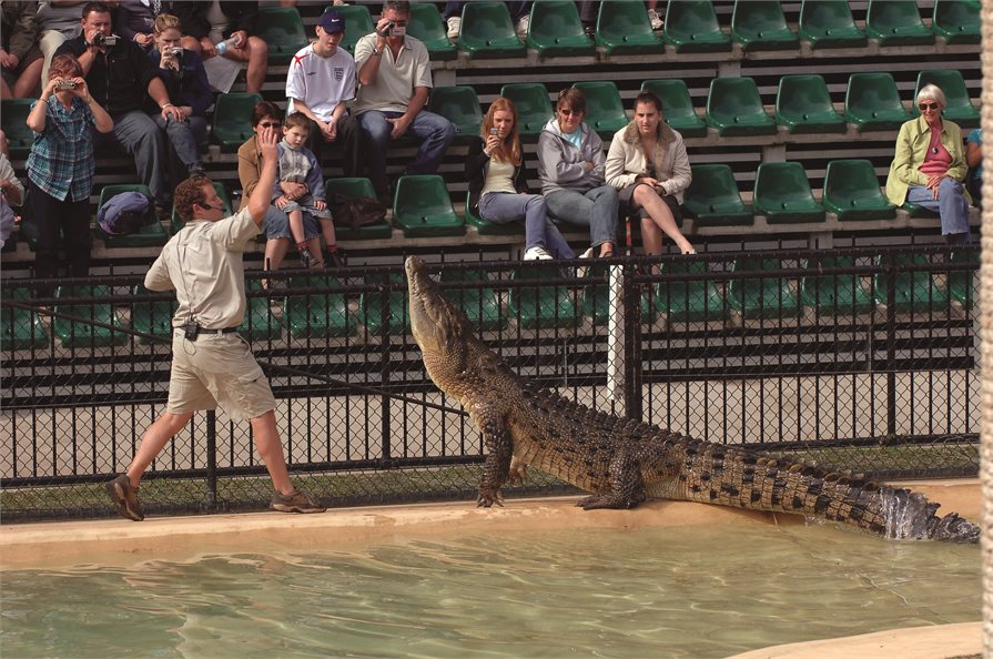 Crocodile show at Australia Zoo