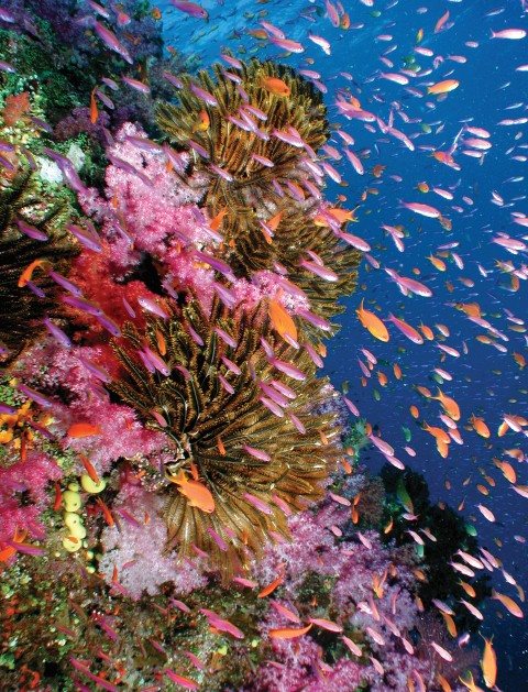 Sea life and colourful reefs underwater