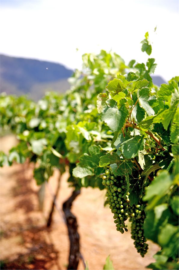 Green grapes growing on vines in The Hunter Valley