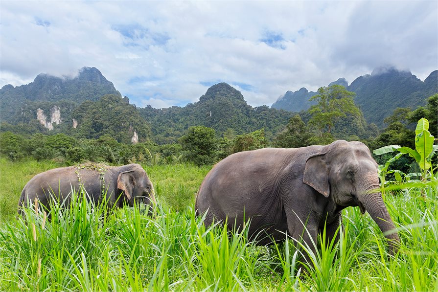 2 Elephants in the Elephant hills