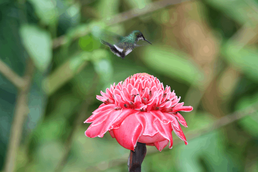 hummingbird sanctuary bird and flower