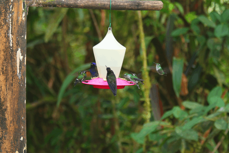 hummingbird sanctuary birds feeding