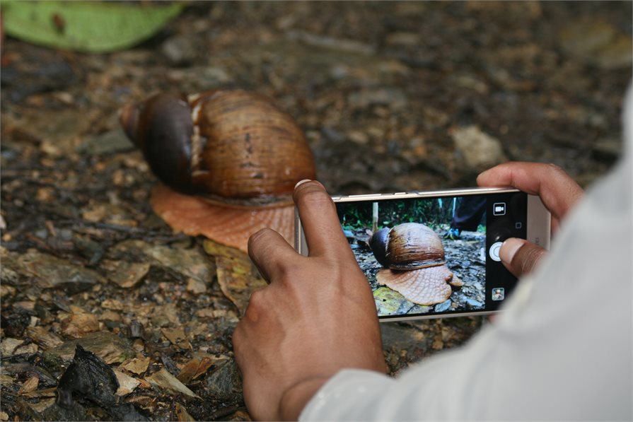 large snail taking photo wildlife sanctuary