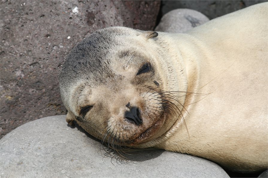 Sleeping seal Galapagos Islands