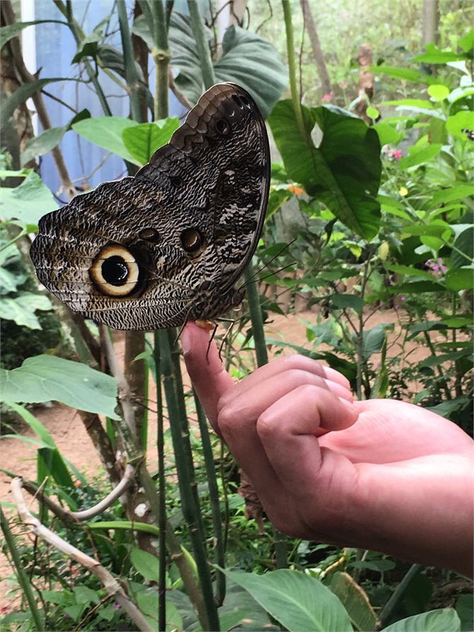 large brown butterfly wildlife sanctuary