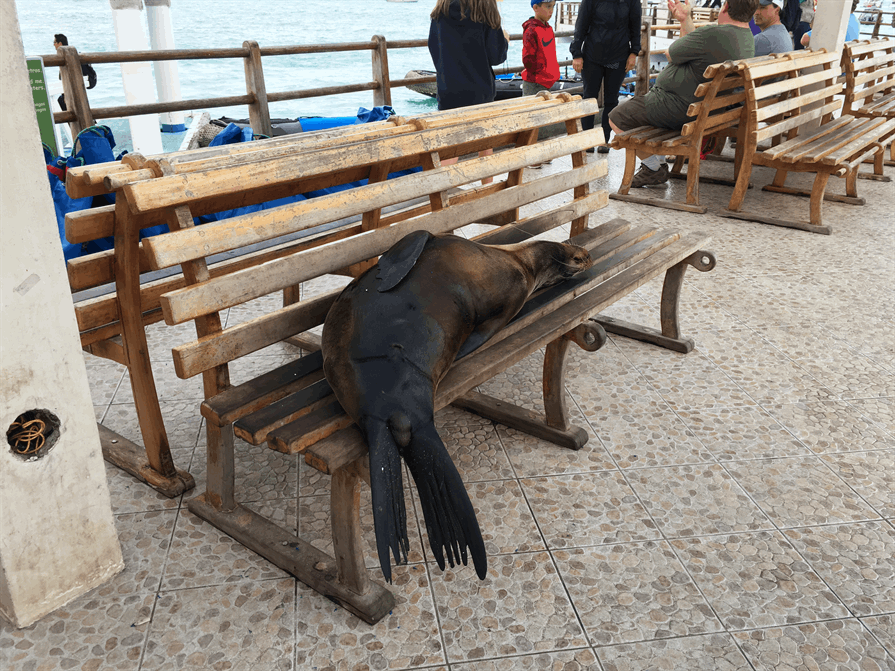 Sleeping seal on a bench Galapagos Islands