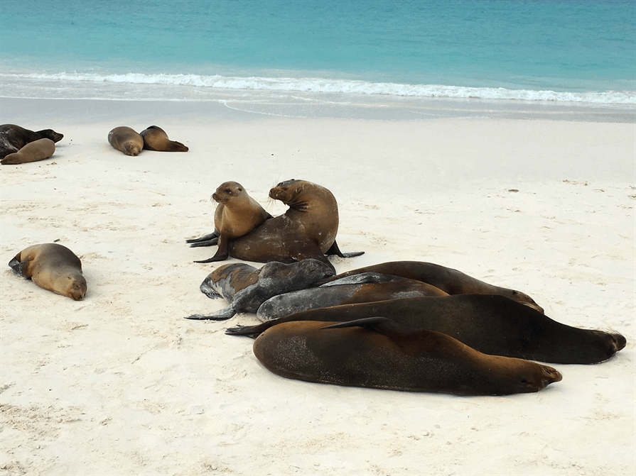 Seals on the shoreline Galapagos Islands