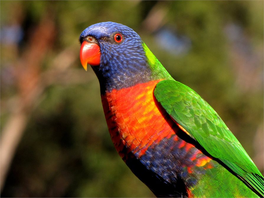Birdwatching Australia wildlife