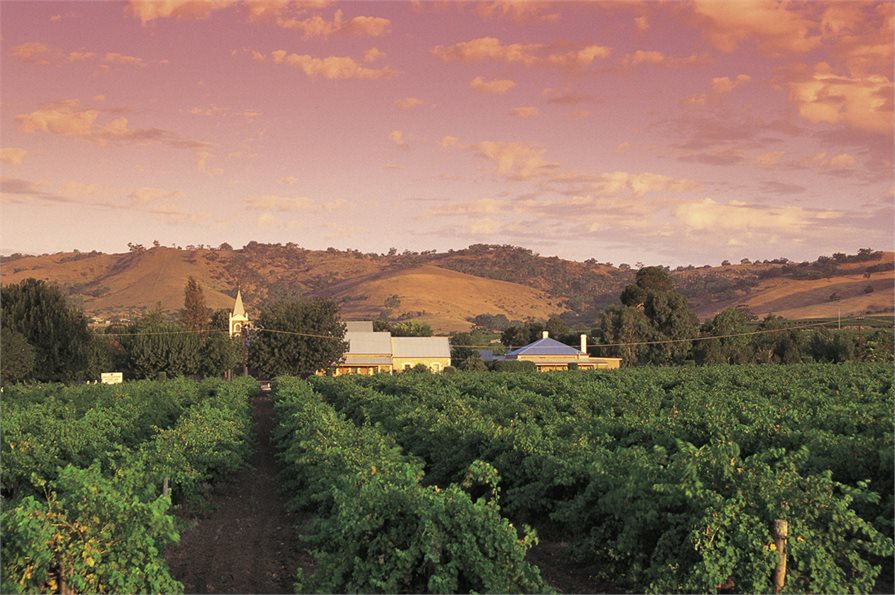 Barossa Valley Grape Vines