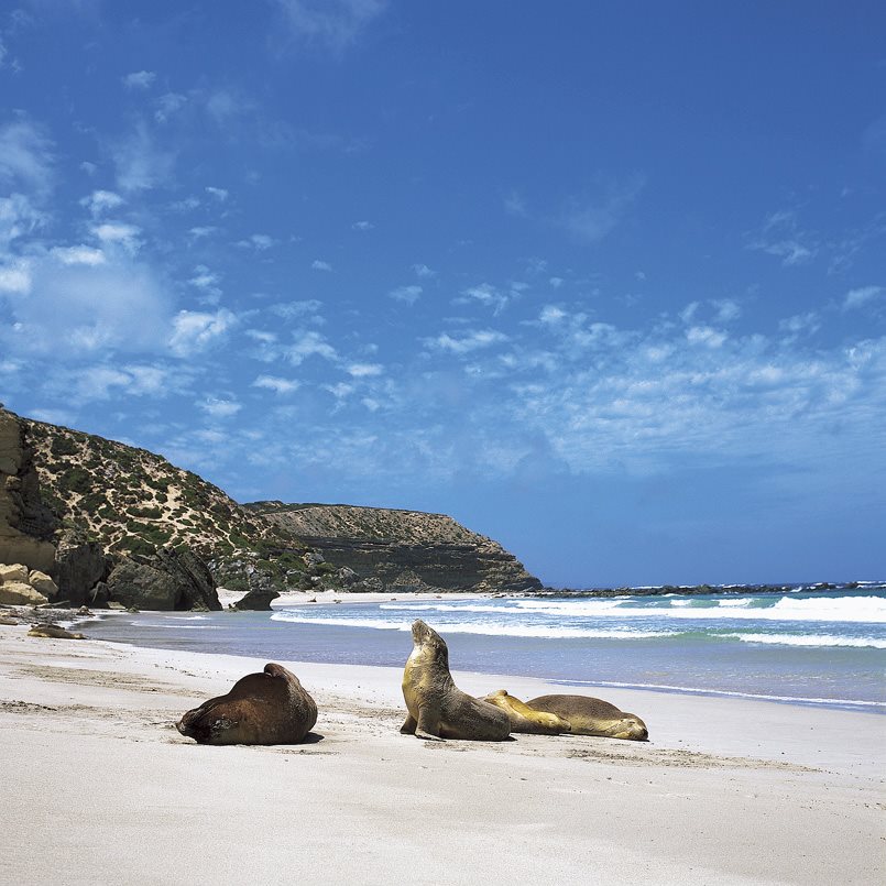 Seals on the beach Granite Island