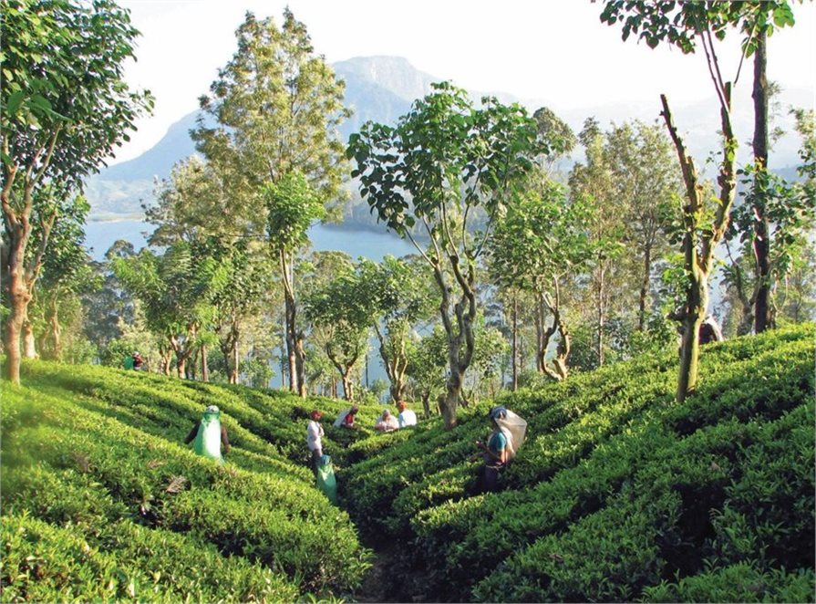 Sri Lankan tea plantation