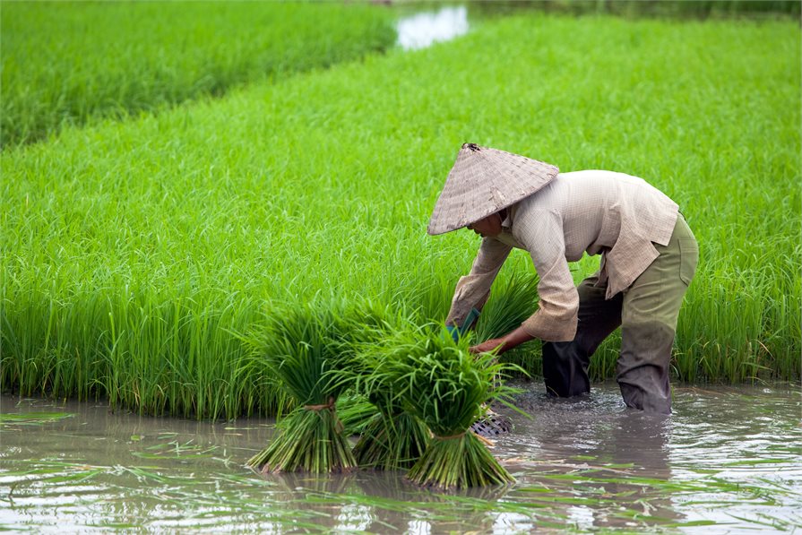 Man working a rice paddy field in Vietnam