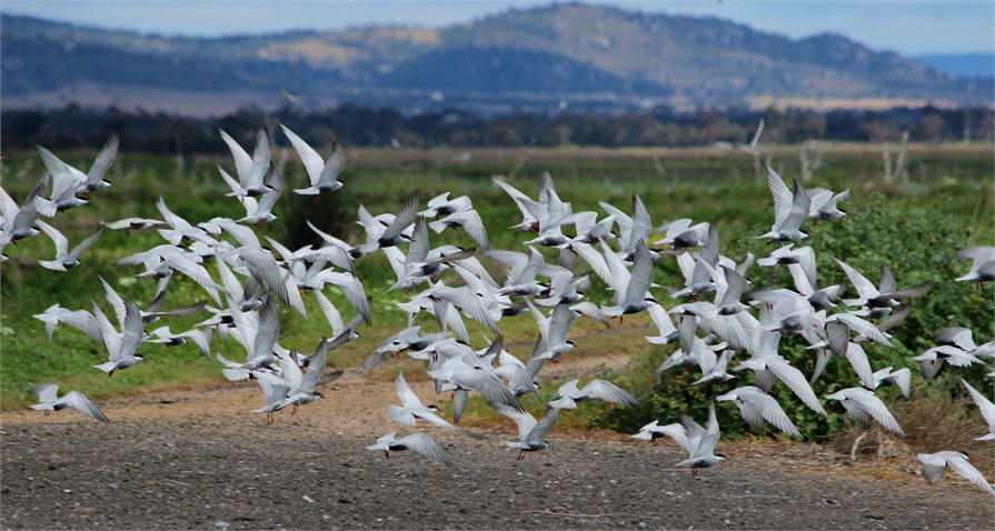 colony of birds birdwatching Australia wildlife