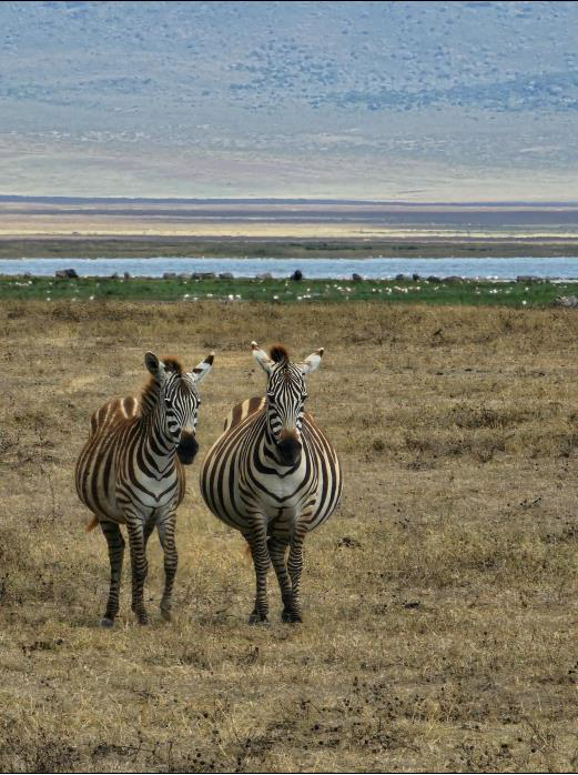 Tanzania & the Serengeti