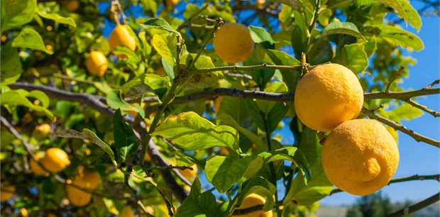 Trafalgar Tours | Colours of Sicily