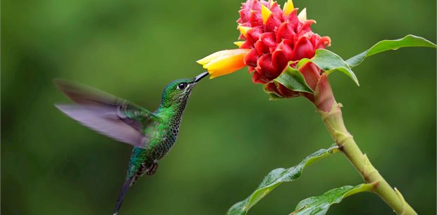 Trafalgar Tours | Costa Rica Eco Adventure End Liberia