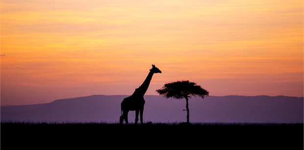 Contiki | Kenya Adventure | 2026