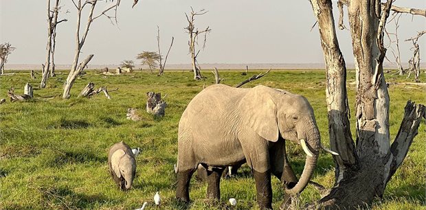 Contiki | Kenya and Tanzania Safari 35 to 45 | 2026