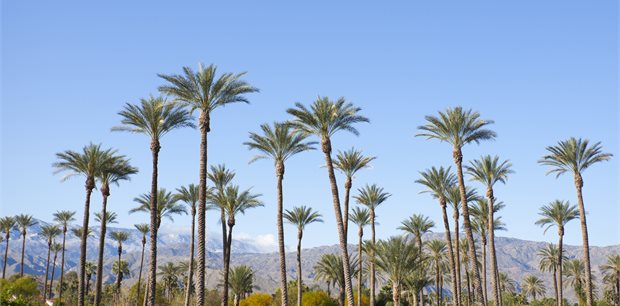 The Best of Palm Springs