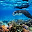 Fiji on Sale - Business Class with Fiji Airways - from Wellington or Christchurch