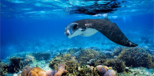 Fiji on Sale - Business Class with Fiji Airways - from Wellington or Christchurch