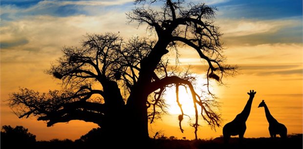 Intrepid | 18 to 35s Essential African Safari
