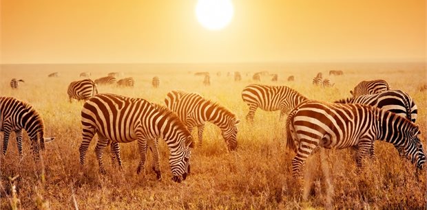 Intrepid | 18 to 35s Essential East Africa