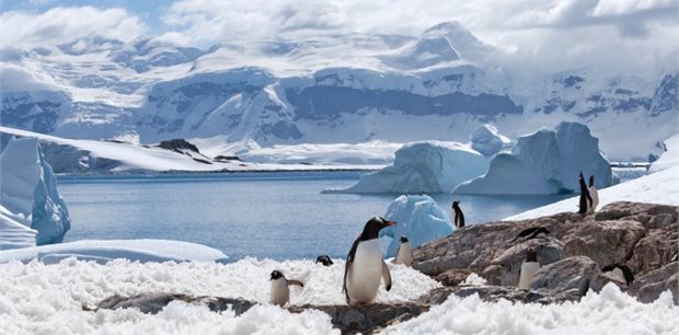 Wild Earth Travel - Antarctica Tours