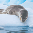 Antarctic Voyage