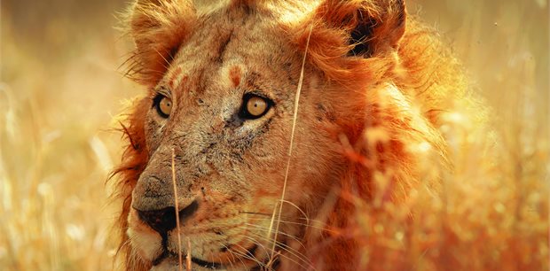 Africa Tours