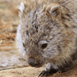 Coastal Wilds of Tasmania