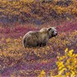 Globus | Spectacular Alaska