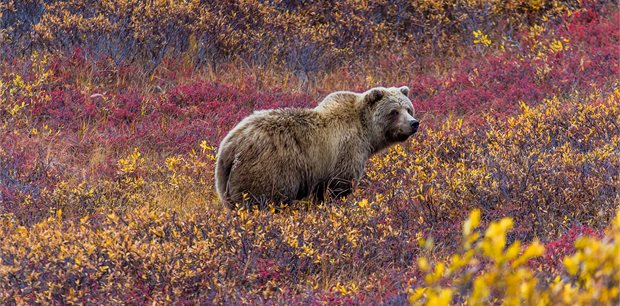 Globus | Spectacular Alaska