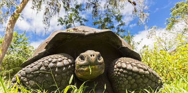 Adventure World | Insider Galápagos Adventure World | Insider Galápagos