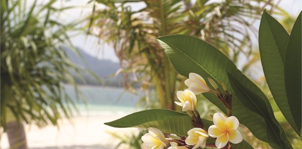 Fiji on Sale - Business Class - Fiji Airways - From Auckland Fiji on Sale - Business Class - Fiji Airways - From Auckland