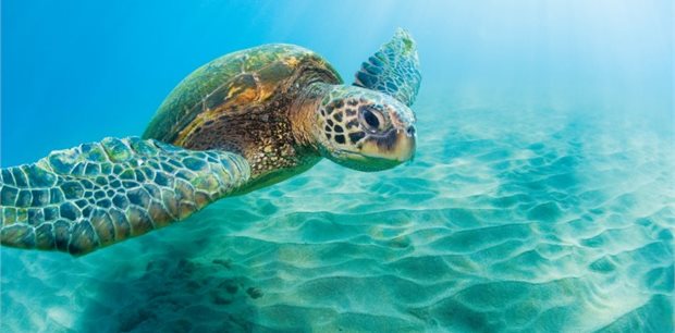 Hawaii - Global New Year Sale - Fiji Airways from Auckland