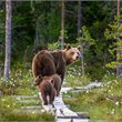 Great Bear Rainforest