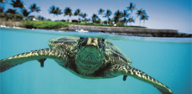 Hawaii on Sale - Business Premier™ - Air New Zealand