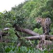 Adventure World | Jaguars of the Wild Pantanal
