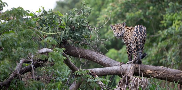 Adventure World | Jaguars of the Wild Pantanal Adventure World | Jaguars of the Wild Pantanal