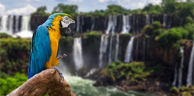 Adventure World | Latin Rendezvous Adventure World | Latin Rendezvous