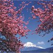 Tokyo on Sale - Air New Zealand - from Christchuch direct
