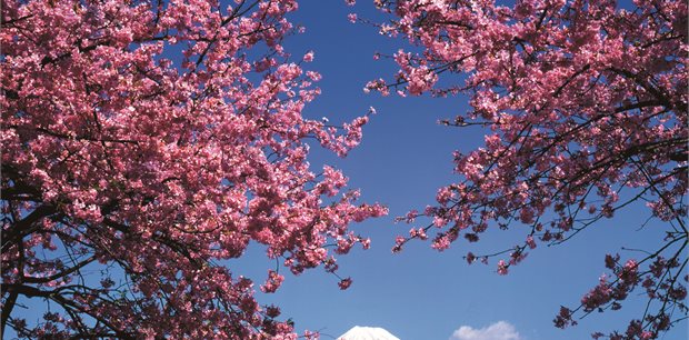 Tokyo on Sale - Air New Zealand - from Christchuch direct