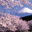Hokkaido Cherry Blossoms
