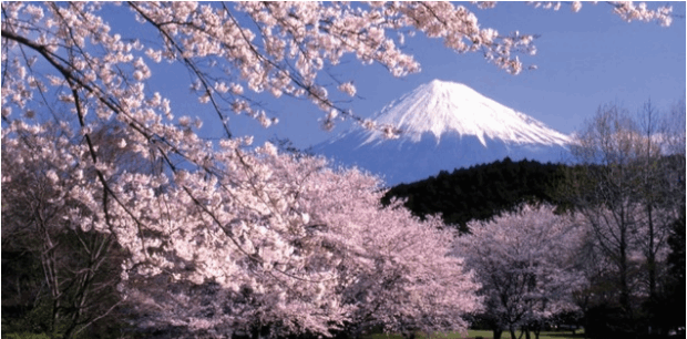 Hokkaido Cherry Blossoms