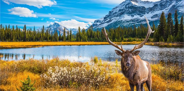 Globus | Majestic Rockies with Rocky Mountaineer