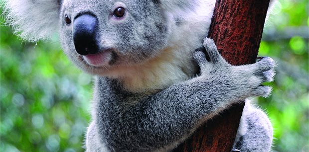 Australia Holidays