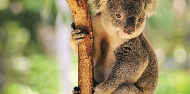 Costsaver - Australia Tours